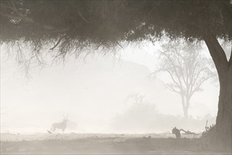 Oryx antelope or gemsbok (Oryx gazella) in a sandstorm in the Hoanib dry river, Kaokoveld, Kunene