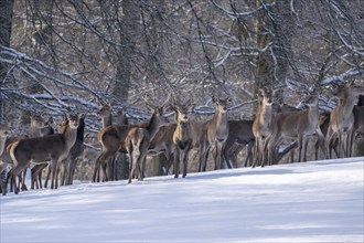 Red deer (Cervus elaphus), herd, Vulkaneifel, Rhineland-Palatinate, Germany, Europe