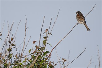 Reed bunting (Emberiza schoeniclus), male sitting on a branch, animal portrait, Bagges Dæmning,