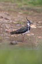 Lapwing (Vanellus vanellus) standing in the grass, Tipperne, Ringkøbing Fjord, Denmark, Europe