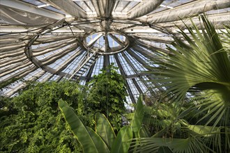 View of lush tropical vegetation up to a decorative domed glass roof structure, historic