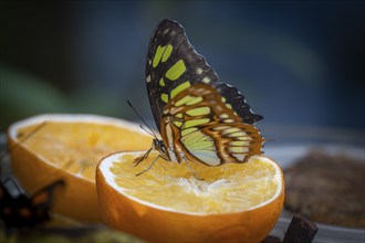 Malachite butterfly (Siproeta stelenes), butterfly sucking liquid from a halved orange, the wings