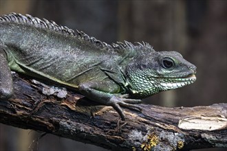 Green water dragon (Physignathus cocincinus) on branch, captive, Germany, Europe