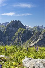 Mountain panorama from Laufbacher-Eckweg to Höfats, 2259m, Allgäu Alps, Allgäu, Bavaria, Germany,