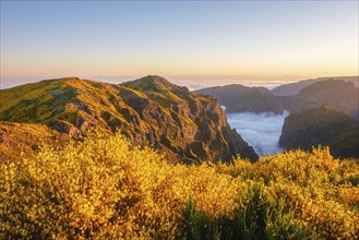 View from Pico do Arieiro of mountains over clouds with blooming Cytisus shrubs on sunset with