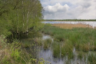 Zwillbrocker Venn, nature reserve, Zwillbrock, Vreden, North Rhine-Westphalia, Germany, Europe