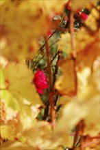 Rose blossom and vine leaves, autumn, Germany, Europe