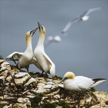 Northern Gannet, Morus bassanus, birds on cliff, Bempton Cliffs, North Yorkshire, England, United