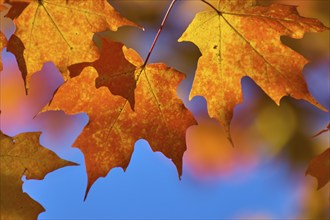 Maple (Acer), in front of a bright blue sky in autumn, New Hampshire, New England, USA, North