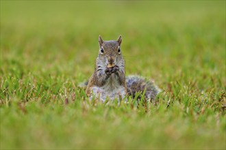 Grey Squirrel (Sciurus carolinensis), on meadow, springtime, Florida, USA, North America