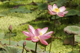 Lotus Flower (Nelumbo nucifera), Bali, Indonesia, Asia