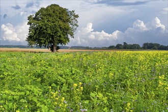 Lone oak tree in wildflower field Stolzenau Germany