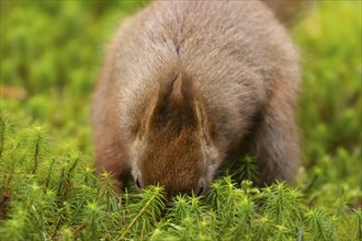 Red squirrel (Sciurus vulgaris) adult animal burying a nut in moss, Yorkshire, England, United