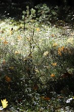 Autumn leaves, Lusatia, Saxony, Germany, Europe