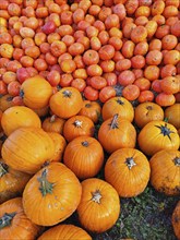 Hokkaido pumpkins, Lower Saxony, Germany, Europe