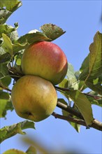 Ripe red apples hanging ready for harvest on a tree in front of a blue sky, fruit tree, orchard,