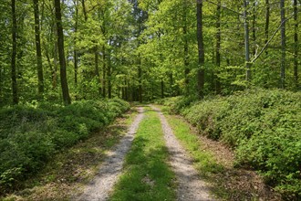 A quiet forest path, surrounded by green trees and foliage, with light and shade, Großheubach,