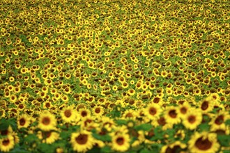 Sunflowers, July, Germany, Europe