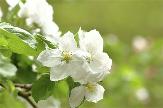 Apple blossoms (Malus), white blossoms with bokeh in the background, Wilnsdorf, Nordrhein.