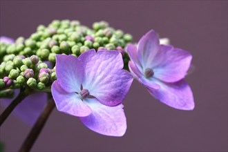 Beautiful hydrangea blossom, June, Germany, Europe