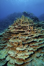 Healthy stony corals Hard corals Corals (Acropora) reef-building corals Coral block in intact coral