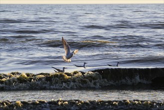 Morning atmosphere on the beach of the Baltic Sea, September, Usedom, Mecklenburg-Western