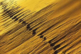 Tracks in a sand dune in the evening light in the Rub al Khali desert, Dhofar province, Arabian