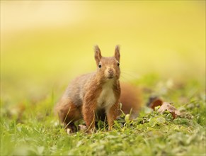 Eurasian squirrel (Sciurus vulgaris), standing on a green meadow, some brown leaves, curious and