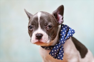 Portrait of pied French Bulldog puppy with bow tie in front of mint green background