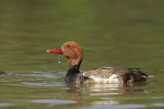 Red-crested pochard (Netta rufina), male, Camargue, Provence, southern France