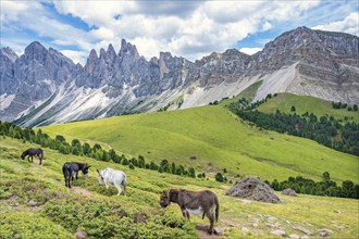 Group with Donkeys on a alp meadow at the mighty Odle Group mountains in the Dolomites, Ortisei,