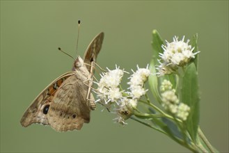 Butterfly of the species Junonia genoveva hilaris on wildflower Austroeupatorium inulifolium, in