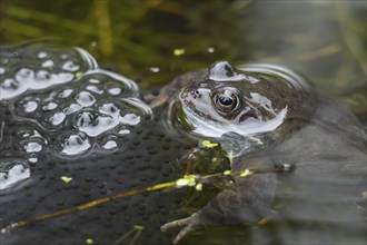 Common frog (Rana temporaria) adult in a garden pond with spawn in the spring, Suffolk, England,