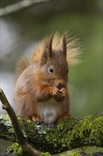 Red squirrel Sciurus vulgaris adult animal feeding on a nut on a tree branch, Yorkshire, England,