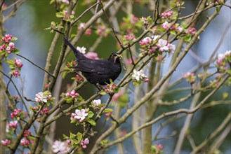 Blackbird (Turdus merula), Germany, Europe