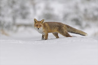 Red fox (Vulpes vulpes), standing in the snowy landscape of a forest, showcasing its fluffy fur in