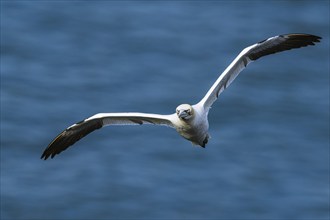 Northern Gannet, Morus bassanus, bird in flight over sea, Bempton Cliffs, North Yorkshire, England,