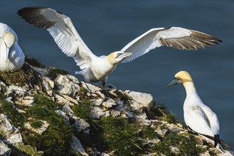 Northern Gannet, Morus bassanus, birds on cliff, Bempton Cliffs, North Yorkshire, England, United