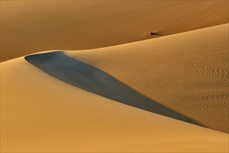 Soft golden sand dunes with shadows and curved lines in the desert, Matruh, Great Sand Sea, Libyan