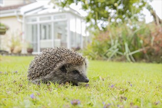 European hedgehog (Erinaceus europaeus) adult animal on an urban garden grass lawn with a