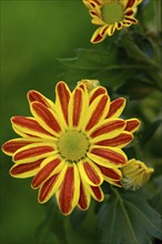 Flower of the autumn chrysanthemum, Dendranthema indicum orange