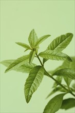 Lemon verbena, close-up of the plant, Aloysia citrodora