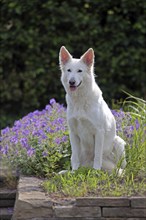 White Swiss Shepherd Dog