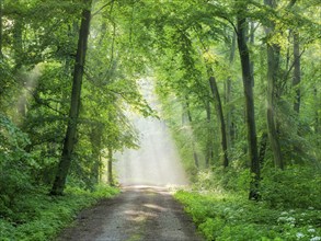 Hiking trail through light-flooded beech forest, sunbeams break through morning mist, Freyburg