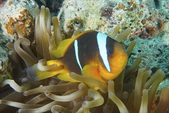 Red sea clownfish (Amphiprion bicinctus), clownfish in a sea anemone, with white and black stripes.