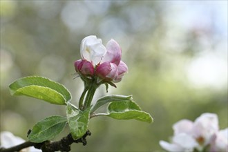 Apple blossoms (Malus), white and red blossoms with bokeh in the background, Wilnsdorf, North