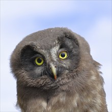 Tengmalm's owl (Aegolius funereus), young bird sitting on a branch, animal portrait,