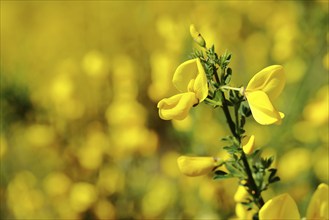 Flower of broom, common broom (Cytisus scoparius), yellow flowers on the bush, Wilnsdorf, North