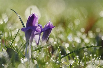 Crocus blossom, winter morning, February, Germany, Europe