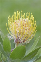 Pincushion protea or tree pincushion (Leucospermum conocarpodendron), flower, native to South